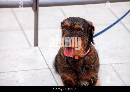 Terrier Hunde. Hund ist draußen auf der Straße. Das Porträt von cute funny Terrier Hunde Hund in der Stadt. Stockfoto