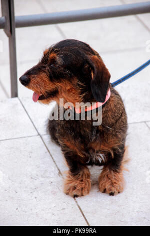 Terrier Hunde. Hund ist draußen auf der Straße. Das Porträt von cute funny Terrier Hunde Hund in der Stadt. Stockfoto