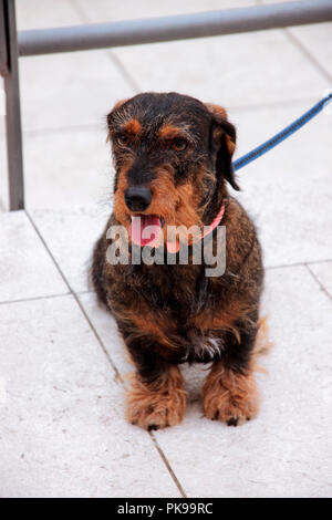 Terrier Hunde. Hund ist draußen auf der Straße. Das Porträt von cute funny Terrier Hunde Hund in der Stadt. Stockfoto