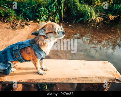 Chihuahua mit Sonnenbrille und Denim Overalls genießt die Natur. Süße kleine Hündchen nimmt Bädern und Outdoor. Stockfoto