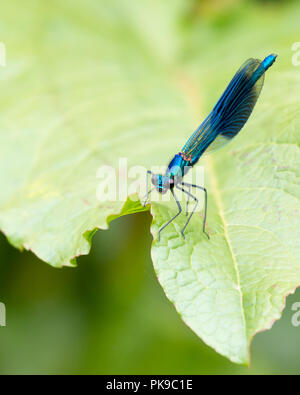 In der Nähe von blauen Männchen gebändert Demoiselle, Calopteryx splendens, ruht auf einem grünen Blatt in einem Naturschutzgebiet Stockfoto