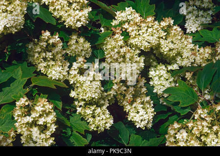 Oakleaf Hortensie (Hydrangea quercifolia). Stockfoto