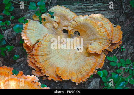Huhn auf den Wald Pilze (Laetiporus sulfureus). Chicken mushroom genannt, Krabben - Woods, Schwefel polypore und Schwefel Regal auch. Stockfoto