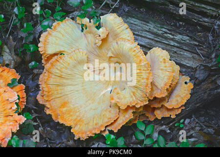 Huhn auf den Wald Pilze (Laetiporus sulfureus). Chicken mushroom genannt, Krabben - Woods, Schwefel polypore und Schwefel Regal auch. Stockfoto