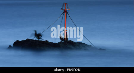 Seevögel auf Rock, am Eingang zum Hafen von Looe, Cornwall Stockfoto