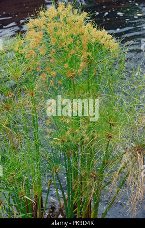 Papyrus (Cyperus papyrus). Segge genannt Papyrus, Papier Reed, Indische matten Anlage und Nil Gras auch. Stockfoto