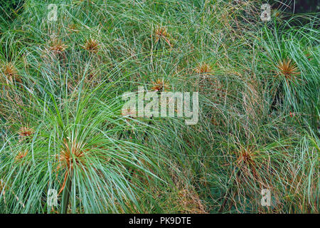 Papyrus (Cyperus papyrus). Segge genannt Papyrus, Papier Reed, Indische matten Anlage und Nil Gras auch. Stockfoto