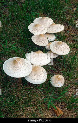 Falsche Sonnenschirm Pilz (Chlorophyllum molybdites). Grüne genannt - spored lepiota und Vomiter auch. Stockfoto