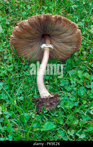 Falsche Sonnenschirm Pilz (Chlorophyllum molybdites). Grüne genannt - spored lepiota und Vomiter auch. Stockfoto