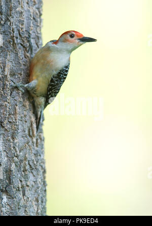 Red-bellied Woodpecker:: Melanerpes carolinus Stockfoto