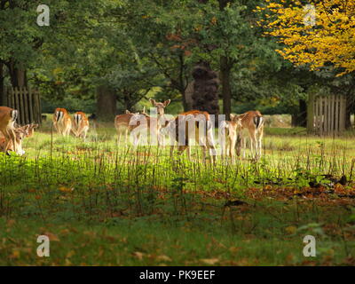 Damhirsch Rehkitze fawn Dama Dama Wiederkäuer Säugetier cervidae doe doe's im Wald einstellen Stockfoto