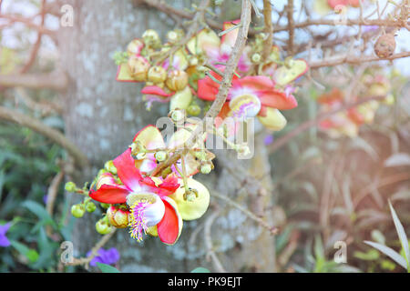 Schöne in Rosa von Cannonball Blume (call Sal Blume in Thai) mit Hintergrund grün. Selektive konzentrieren. Stockfoto