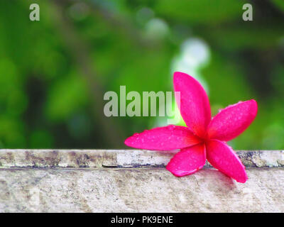 Rosa Blume, frisch, Plumeria, fallende platziert an der Wand und der Rückseite ist Grün von schönen Bäumen. Stockfoto