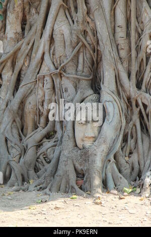 Die berühmten sand-stein Ayutthaya Stil Kopf des Buddha Bild in der Wurzel eines Baumes. Im Wat Phra Mahathat, Phra Nakhon Si Ayutthaya, Thailand Stockfoto