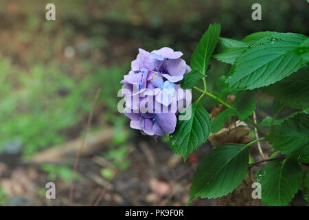 Schönen lila Hortensie Blume der Hydrangea Celebrationwith Morgen lag zu Fujinomori Schrein (Ajisai Matsuri), Kyoto, Japan Stockfoto