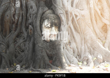 Die berühmten sand-stein Ayutthaya Stil Kopf des Buddha Bild in der Wurzel eines Baumes. Mit morgen Licht in Wat Phra Mahathat, Phra Nakhon Si Ayutth Stockfoto