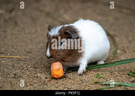 Meerschweinchen frisst Karotten (Cavia Aperea F. Porcellus) Stockfoto