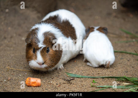 Meerschweinchen frisst Karotten (Cavia Aperea F. Porcellus) Stockfoto