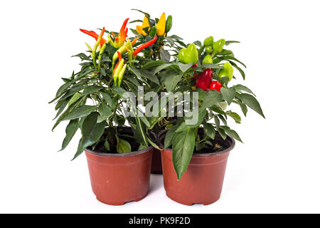 Drei junge und wachsende chili peppers in die Töpfe auf weißem Hintergrund Stockfoto