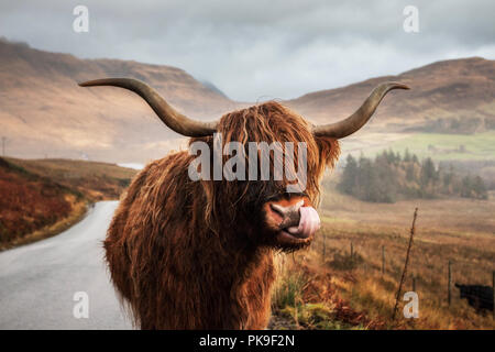 Freche Highland Kuh auf die Isle of Skye Stockfoto