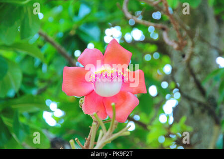 Schöne in Rosa von Cannonball Blume (call Sal Blume in Thai) mit Hintergrund grün. Selektive konzentrieren. Stockfoto