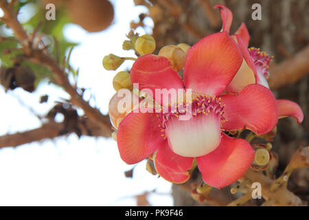 Schöne in Rosa von Cannonball Blume (call Sal Blume in Thai) mit Hintergrund grün. Selektive konzentrieren. Stockfoto