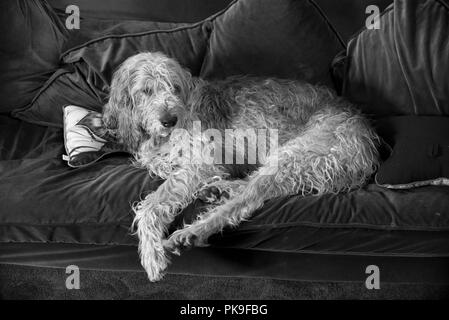 Athos die sanfte Griffon dösen auf dem Sofa Stockfoto