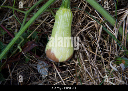 Blütenendenfäule auf aButternut Squash Stockfoto