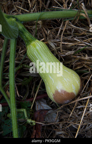 Blütenendenfäule auf aButternut Squash Stockfoto