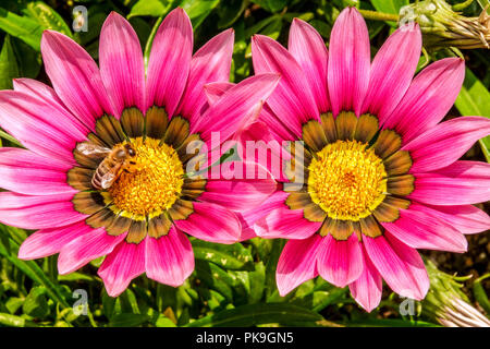 Gazania rigens 'rosa Töne', Schatz Blume, Biene auf Blume Stockfoto