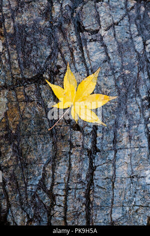 Daitoku-ji, Kyoto, Japan. Ein gefallener Gelb maple leaf auf nassen Felsen im Herbst, Koto-in Zen Tempel Stockfoto