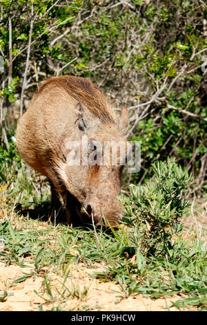 Warzenschwein stehen und geben Sie der Seite mit seiner Nase in den Boden starren. Stockfoto