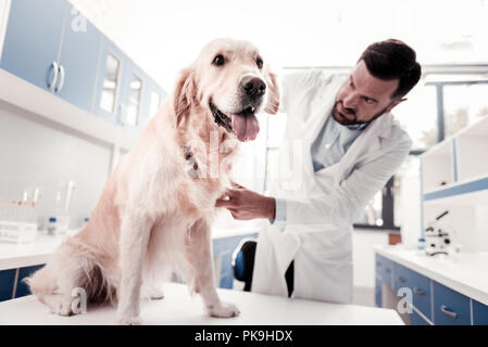 Lustig Hund auf dem Tisch in der Klinik Stockfoto