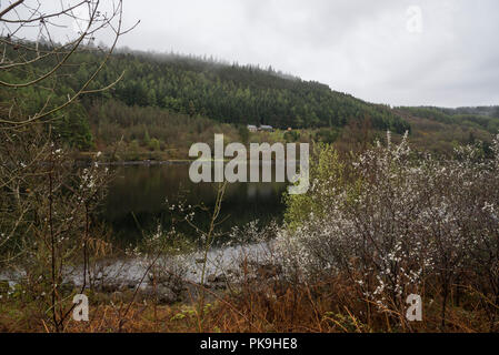 Regnerischen Frühlingstag am Llyn Crafnant Trefriw in der Nähe von Snowdonia, North Wales. Stockfoto