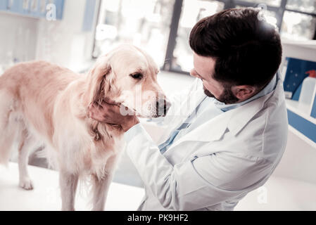 Aufmerksame bärtiger Mann am grossen Hund suchen Stockfoto