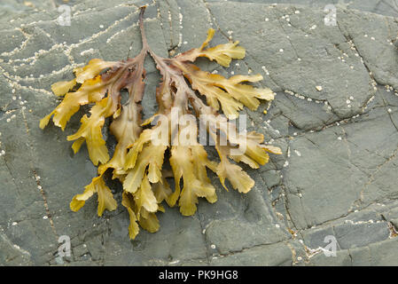 Grünes Blatt Seetang liegen auf einem nassen grauer Granit Felsen in Trearddur Bay, Anglesey, Nordwales Stockfoto