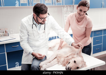 Zuständige tierärztliche Untersuchung seines Patienten Stockfoto