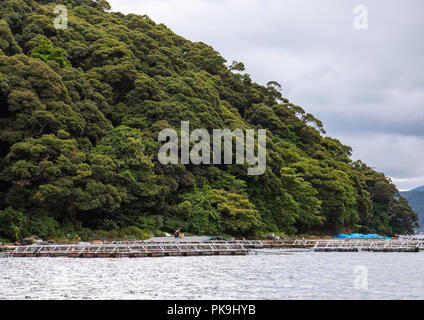 Fischzucht im Meer, Präfektur Kyoto, Ine, Japan Stockfoto