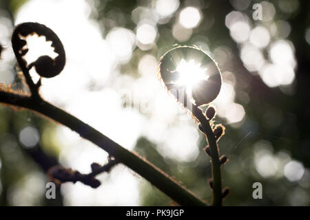 Sunburst durch eine Entfaltung Neuseeland Koru Stockfoto