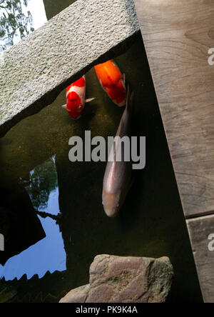 Teich koi Karpfen in Nomura Familie samurai House, Präfektur Ishikawa, Kanazawa, Japan Stockfoto