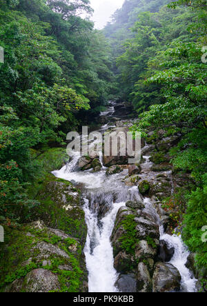 Fluss in Yakusugi Land, Kagoshima Präfektur, Yakushima, Japan Stockfoto