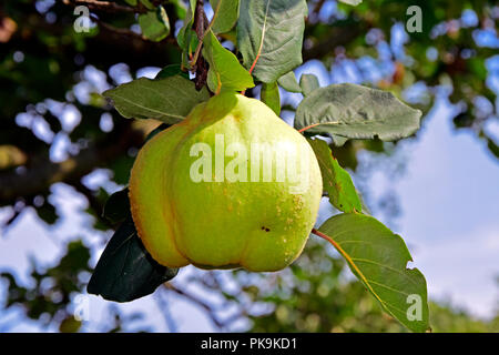 Eine gelblich-grüne Reifen Quitten Apple hängen an einem Zweig in hellem Sonnenlicht in der seitlichen Nahaufnahme mit Fuzzy Himmel Hintergrund Stockfoto