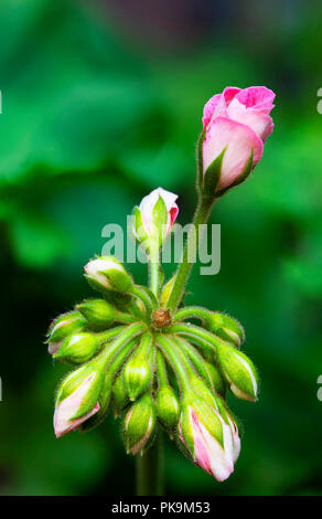 Ein Bündel von Pink Geranium Blütenknospen, mit einer in den Prozess der Öffnung. Mehrere Bilder kombiniert mit Schwerpunkt stapeln. Stockfoto