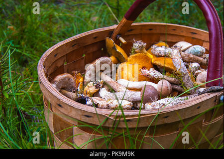 Korb mit Pilzen stand in Gras im Wald. Stockfoto