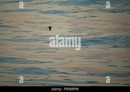 Ein Tahiti Petrel, Pseudobulweria Rostrata, gleitet über glassy Glatt herrliches Wasser in Französisch-Polynesien Stockfoto