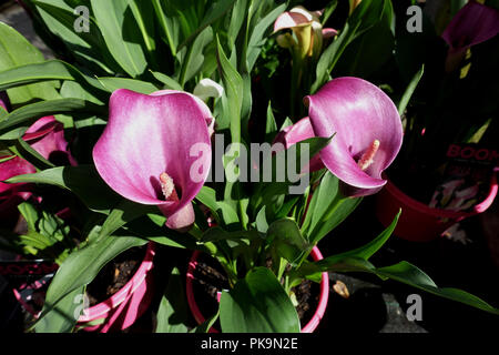 Calla lily Zantadeschia Stockfoto