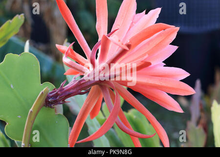 Nahaufnahme von Epiphyllum ackermannii oder Rote Orchidee Kakteen Epiphyllum oder als bekannt Stockfoto