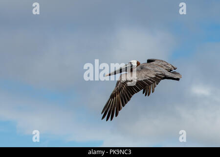 Galapagos Braunpelikan (Pelecanus occidentalis) Stockfoto