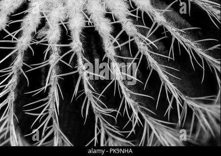 Agave Cactus, Barrel Kaktus, abstrakte close-up Stockfoto