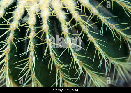 Agave Cactus, Barrel Kaktus, abstrakte close-up Stockfoto